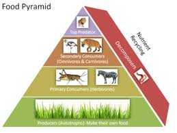 Habitats Food Chains Webs Trophic Pyramid Herbivore And Carnivore Food Chain Primary Consumer