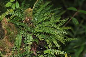 Image result for Asplenium markusbeckeri