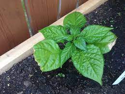 Initial symptoms on pepper include yellowing of foliage. Is This Windburn Or Sunburn