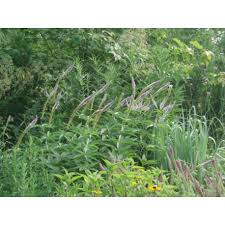 Veronicastrum sibiricum, veronica sibirica семейство подорожниковые (plantaginaceae). Veronicastrum Apollo Veronique Geante Bleue Plante Vivace Haute