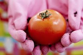 Check spelling or type a new query. Are Tomato Plants Poisonous Information On The Toxicity Of Tomatoes