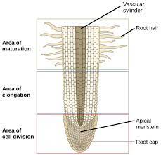 Check spelling or type a new query. Plant Development Ii Primary And Secondary Growth Organismal Biology