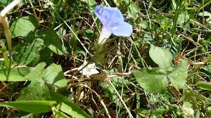 Image result for Ipomoea lapathifolia