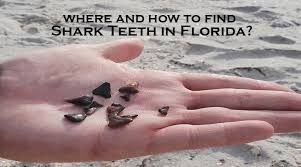 where and how to find shark teeth in florida snorkel