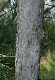 Image result for Casuarina
