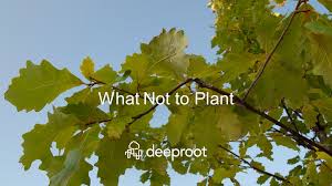 Quercus palustris, is an oak of red oak tree category. As Xxsx A0yqqm