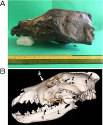 Maybe you would like to learn more about one of these? Figure 2 From Computed Tomography Examination And Mitochondrial Dna Analysis Of Japanese Wolf Skull Covered With Skin Semantic Scholar