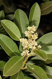 Image result for Ozoroa gomesiana