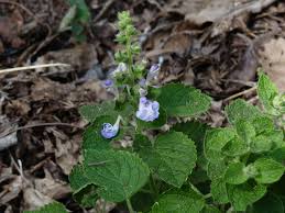 Image result for Scutellaria schweinfurthii