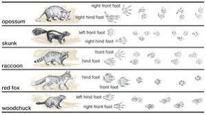Fish Locomotion Notes | Ppt