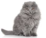 Scottish Fold - Wikipedia