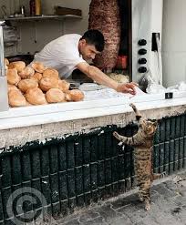 We Re Not That Different Hayvan Sevimli Kedi Yavrulari Hayvanlar