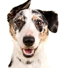 Glitches & hacks in adopt me crooked house!! Adopt A Dog Or Cat Today Search For Local Pets In Need Of A Home