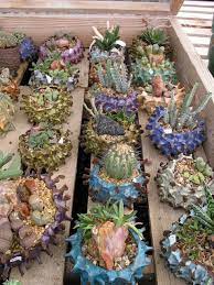 Garden Rant Uprooting The Gardening World Cacti And Succulents Succulents In Containers Garden Containers