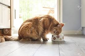 Bila anda memelihara seekor kucing maine coon, anda tentu ingin dia selalu hidup sehat dan bahagia di sepanjang hidupnya. Info Kucing Maine Coon Harga Terbaru 2021 Cara Merawat Makanan