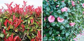 Maybe you would like to learn more about one of these? A Guide To Autumn Hedge Planting And Maintenance For Sydney Gardens Flower Power