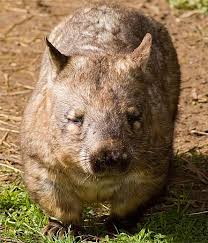 Image result for Northern hairy-nosed wombat