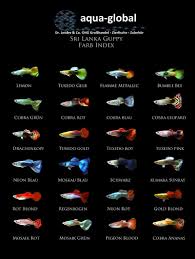 Guppies Tropical Fish Tanks Guppy Fish Fish Breeding