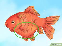 How To Tell If A Goldfish Is Pregnant 8 Steps With Pictures