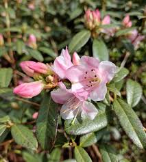 Image result for Rhipidoglossum microphyllum