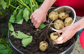 What vegetables grow best in containers? Growing Potatoes In Containers Information Asia Farming