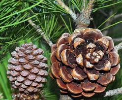 Podríamos crear un árbol en el que dividamos primero por género y luego subdividir por edad. Caracteristicas De Los Pinos Pinoneros Y Como Sembrar Pinones Jardineria On