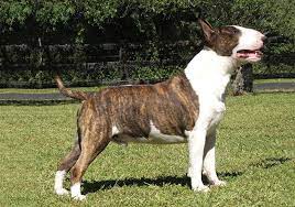 Bull terrier puppies for sale. Bull Terrier Breeds