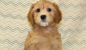 10 Things You Didn T Know About The Woodle Cute Animals Pet Dogs Dog Breeds