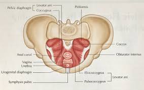 A Deeper Look At Pelvic Floor Strength And How To Build It Part 1 Alignment Lab