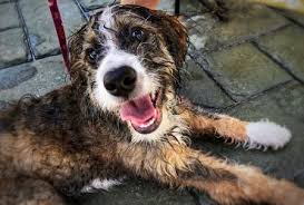 We did not find results for: Best Bernedoodle Breeders In 2021 Top 12 In The Us