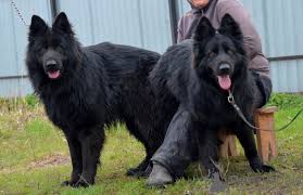 Our dogs are part of our family, share our home, and travel with us. German Shepherd For Sale In The City Of Mariupol Ukraine Price 600 Announcement 8502