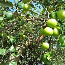 Download gambar mewarnai buah manggis dibawah ini yang dipersiapkan oleh admin mewarnai gambar untuk anda pengunjung setia mewarnaigambar.web.id. Kebun Apel India Potensi Agrowisata Kutai Timur Berita Terkini Dan Terupdate Aktualborneo Com