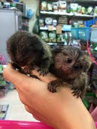210 943 4485charming Pygmy Marmoset Monkey For You Make This Lovely Marmoset Monkey A Part Of Your Home Marmoset Monkey Finger Monkey Baby Monkeys For Sale