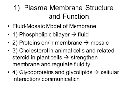 They automatically arrange themselves in a certain pattern in water because of these properties, and form cell membranes. Cell Membrane Chapter Outline 1 Plasma Membrane Structure And Function 2 Permeability Of The Plasma Membrane 3 Diffusion And Osmosis 4 Transport Ppt Download