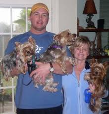 Welcome to huston yorkie puppies. Yorkie Poo Rescues For Adoption Top 5 Picks 2021 We Love Doodles