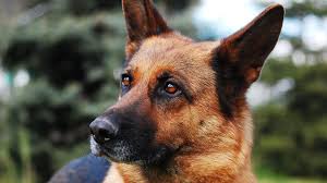 german shepherd dog amazing facts in hindi animal