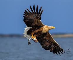 Birds Of Prey Cape Cod World S Largest Eagles Around The World Eagles Sea Eagle Pet Birds