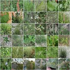 Free Plant Identification Garden Weeds Plant