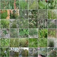 free plant identification garden weeds plant