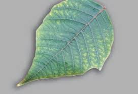 Image result for Zinc Deficiency