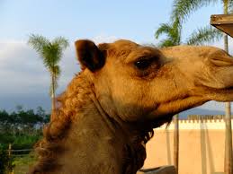 Start studying the monkey's paw. Batu Secret Zoo Best Zoo In Indonesia Sharon Loh