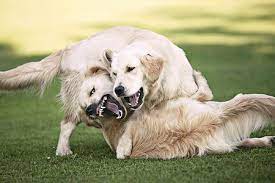 Facts to know before training him. Is Your Dog Fighting Or Playing