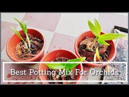 How To Repot Orchids Orchid Potting Mix And Care Hindi Urdu Youtube Orchid Potting Mix Orchids Potting Mix