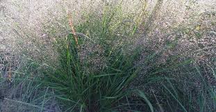Image result for Eragrostis botryodes