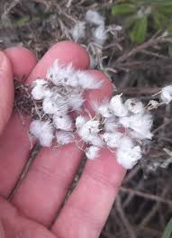 Image result for Eriocephalus luederitzianus