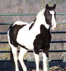 Black And White Paint Horses For Sale In Colorado Wind Of Heaven Blows Between Horses Ears Horses Pretty Horses Horse Ears