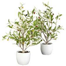 Olive tree management is the name you can trust in multifamily investment and management since 2009. Reviews For Nearly Natural 18 In H Green Olive Silk Tree With Vase Set Of 2 4774 S2 The Home Depot