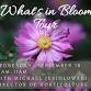 What’s In Bloom? Tour