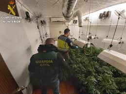 Detienen En Xirivella A Tres Personas Que Cultivaban Marihuana En Un Chalet De Chiva