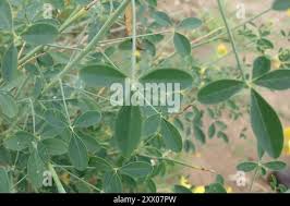 Image result for Crotalaria laburnifolia